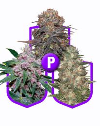 Purple marijuana feminized pack