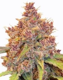 Purple Thai Regular Cannabis Seeds