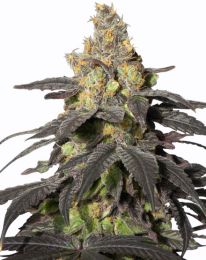 Purple Urkle Feminized Marijuana Seeds