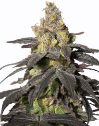 Purple Urkle Feminized Marijuana Seeds