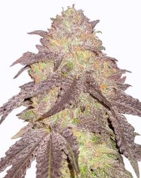 Runtz Autoflower Marijuana Seeds