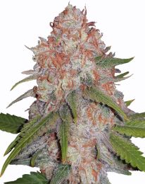 Runtz Feminized Cannabis Seeds