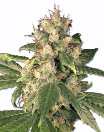 Sensi Kush Marijuana Seeds