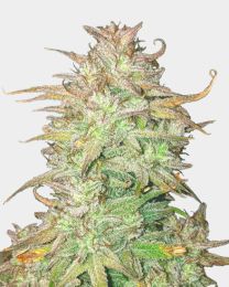 Skywalker OG Autoflower Cannabis Seeds