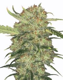 Skywalker Og Feminized cannabis Seeds