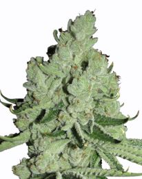 Sour Diesel Marijuana seeds