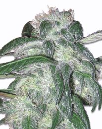 Sour Grape Kush Marijuana seeds