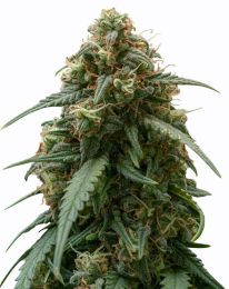 Strawberry Banana Feminized Cannabis Seeds