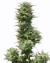 Sunset Sherbet Feminized seeds