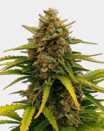 Super Boof Feminized Cannabis Seeds