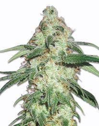 Super Skunk Marijuana seeds