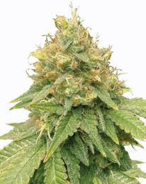 Super Lemon Haze Feminized Seeds