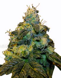 Super Sweet Tooth Feminized Marijuana Seeds