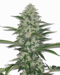 THC Bomb Marijuana seeds