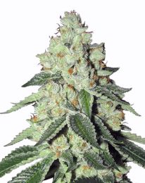 THC Snow Marijuana seeds