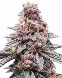 Tropicana Cookies Purple Feminized Cannabis Seeds - Tropicana Cookies Purple Strain