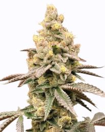 Tropicana Cookies Purple Autoflower Marijuana Seeds