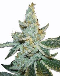 White Widow Max Auto Feminized seeds