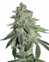 White LSD Feminized Marijuana Seeds