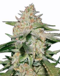 White Ruski Feminized Marijuana Seeds