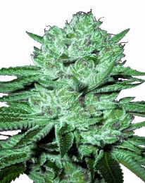 Zkittlez Feminized  seeds