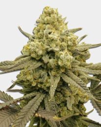 Zoap Feminized Cannabis Seeds