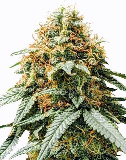 Medical Hemp Auto. Gold Pack 3-seeds pack