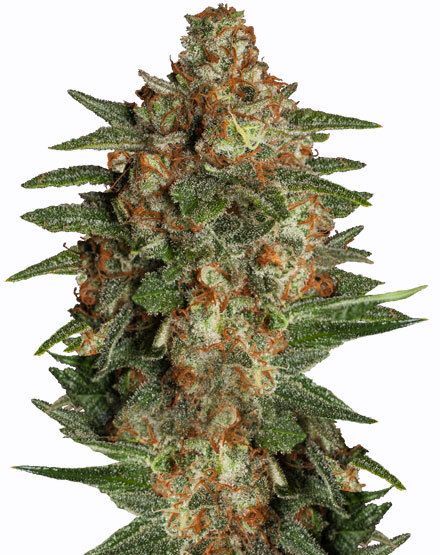 Gorilla Glue Autoflower Seeds - Auto Seeds