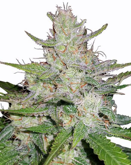 Gorilla Glue Autoflower Seeds - Buy from MSNL