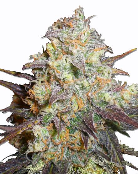 https://www.marijuana-seeds.nl/media/catalog/product/cache/4d21dcc7a879000604428286b4b36f32/c/h/chocolope_1.jpg