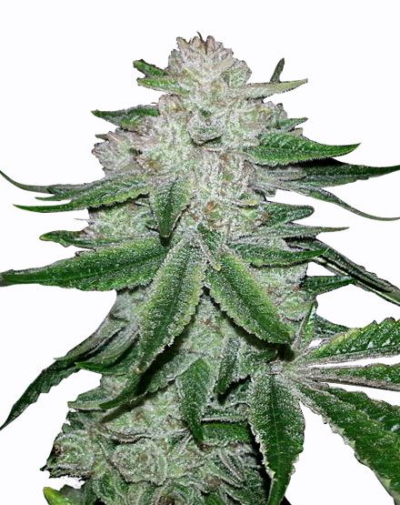 Gorilla Glue 4 Autoflower Seeds - Everything 420