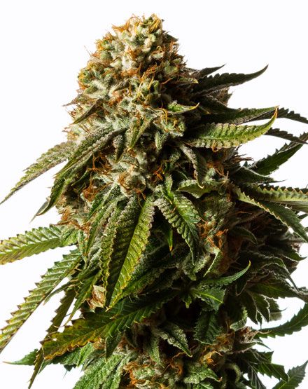 Gorilla Glue Autoflower Seeds - Auto Seeds