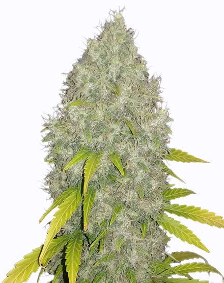 Gorilla Glue Strain: Marijuana Information Guide