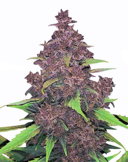 Auto Jack Herer Autoflowering Feminised Seeds - Bulk Seeds