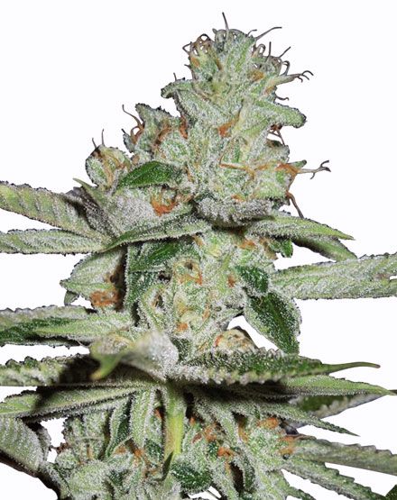Pineapple Kush Auto Feminized Cannabis Seeds - Buy From MSNL