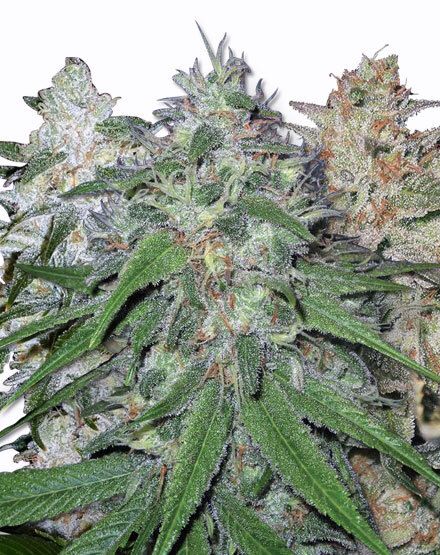 Medical Hemp Auto. Gold Pack 3-seeds pack