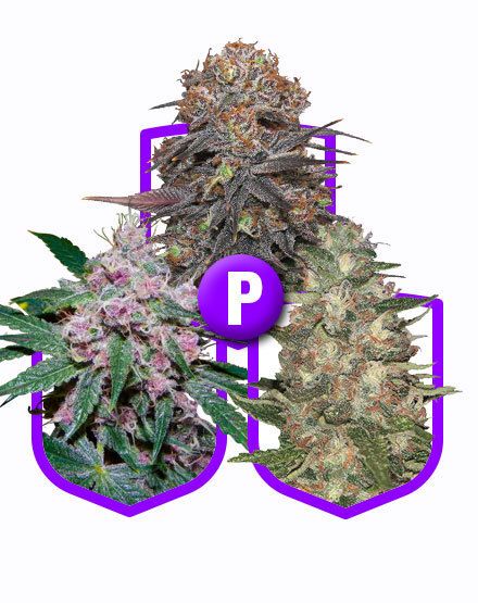 Medical Hemp Auto. Gold Pack 3-seeds pack