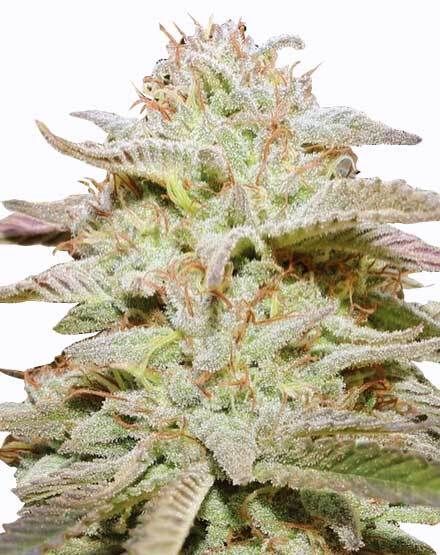 Gorilla Glue Autoflower Seeds - Buy from MSNL