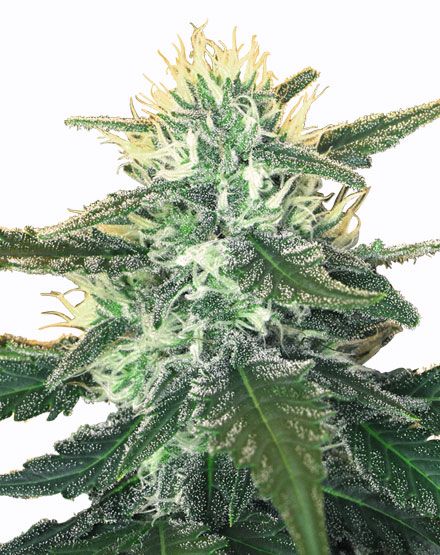 White Widow Auto. Silver Pack 3-seeds pack