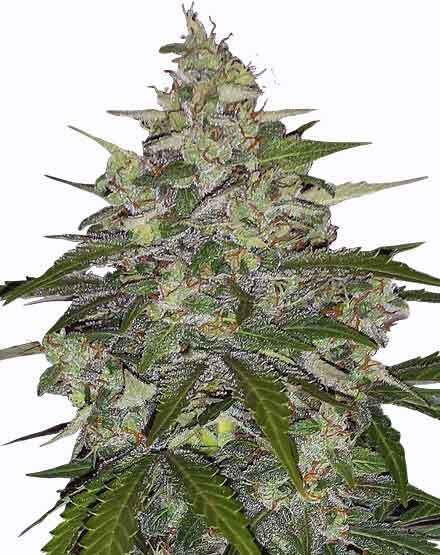 Regular Seeds: Lavender Haze