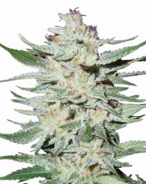 White Rhino Cannabis Seeds - Buy From MSNL