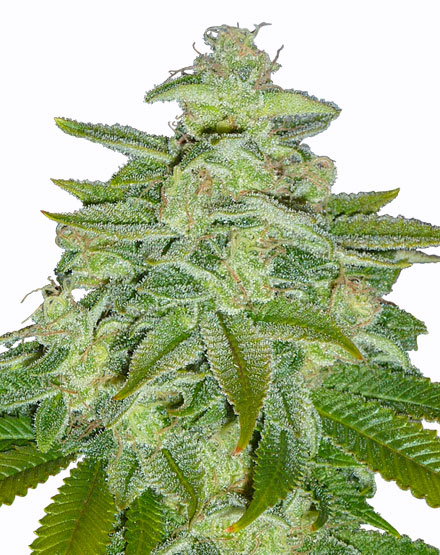 Pineapple Kush Cannabis Seeds - Buy From MSNL
