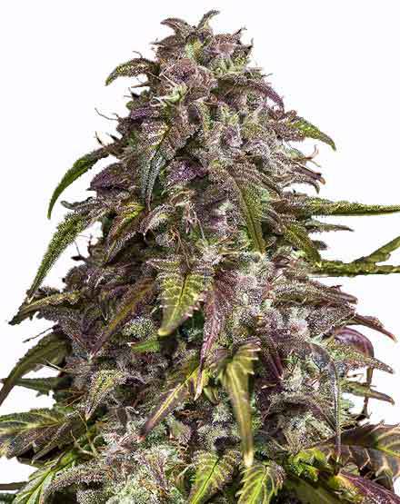 Buy Purple Haze Feminized Marijuana Seeds | MSNL