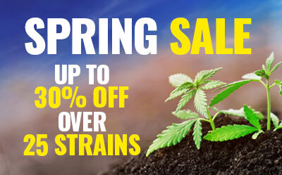 MSNL Spring Sales