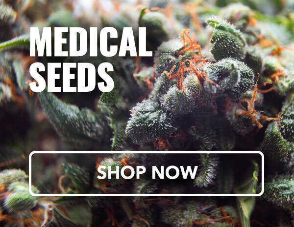 Seeds for Marijuana plants