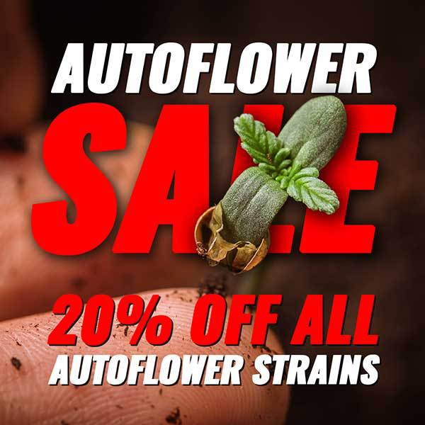 Autoflower Sale