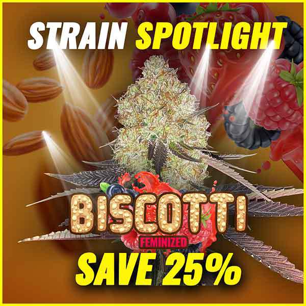 Biscotti Sale
