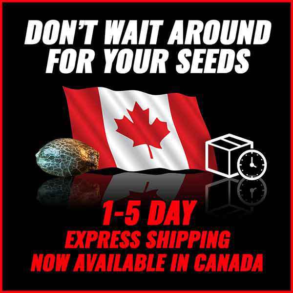 Canada Express Shipping