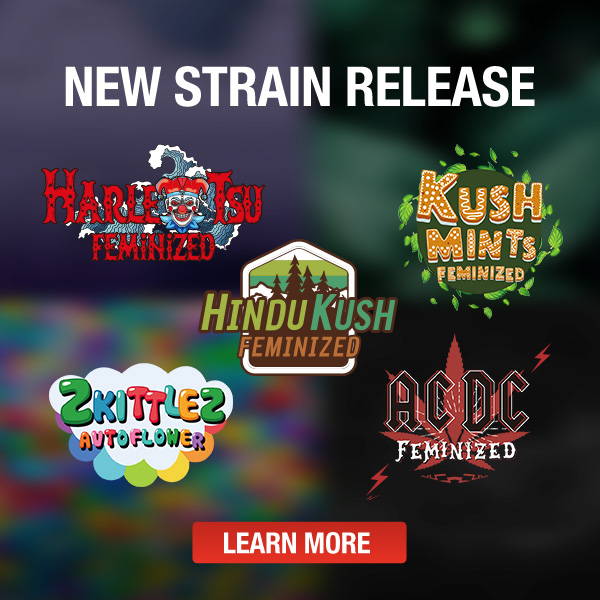 New Strain Release