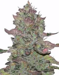 Animal Mints Feminized Cannabis Seeds